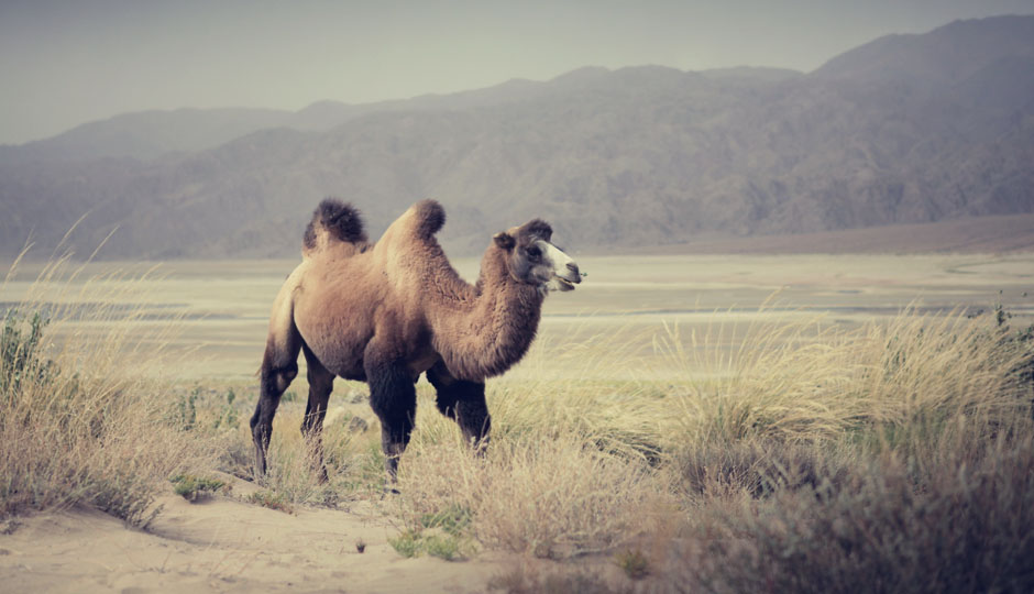 Und zu unserem Erstaunen treffen wir ein paar Bekannte aus Kasachstan wieder: Kamele.